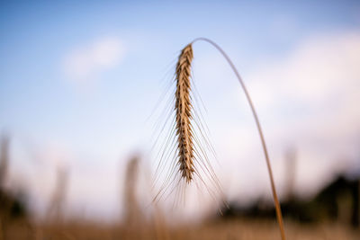 Close-up of stalks in wheat field against sky