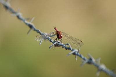 Dragonfly on barbed wire