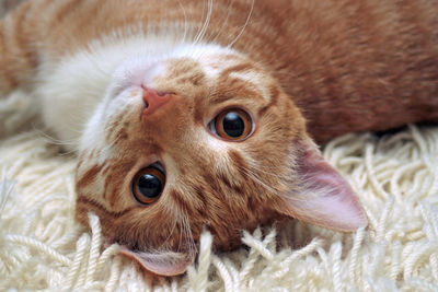 Close-up portrait of a cat lying on bed