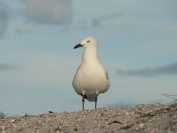 Seagull on beach