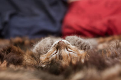 A cute tricolor kitten sleeping on a fur blanket