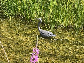 Bird on a lake