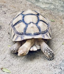 High angle view of shells on field
