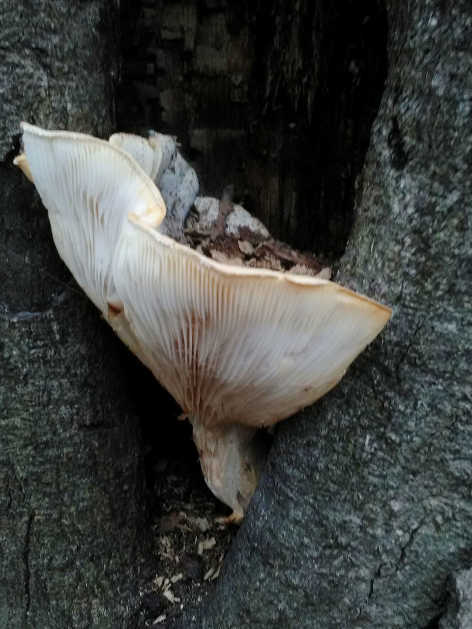 CLOSE UP OF WOOD