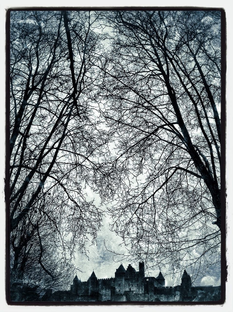 BARE TREES AGAINST THE SKY