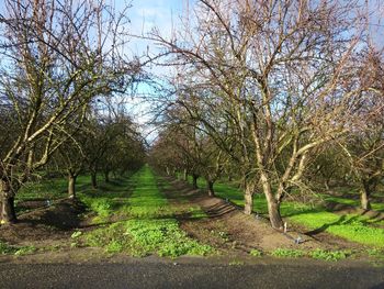 Trees in park against sky