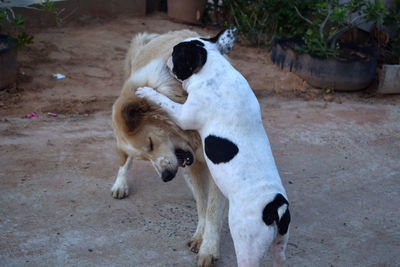 View of two dogs on land