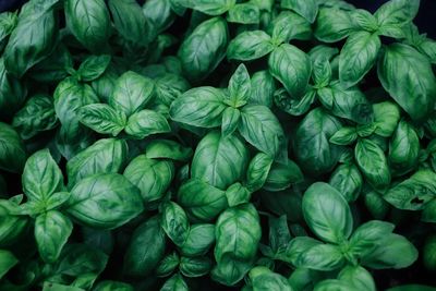 Full frame shot of green leaves