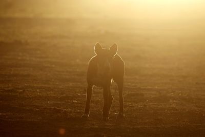 Horse standing on field during sunset