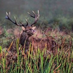 Deer on grassy field