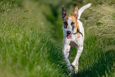 Portrait of dog running on grassy field