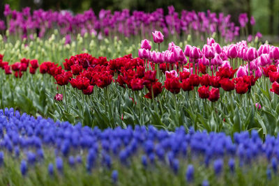 Flowering tulip in the park, selictive focus