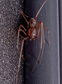 Close-up of spider