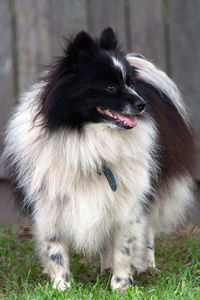 Dog looking away in a field