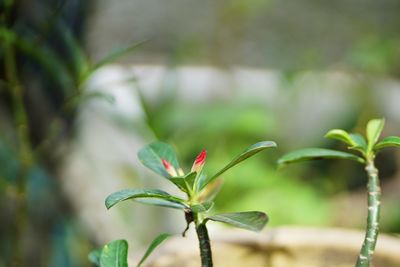 Close-up of flowering plant