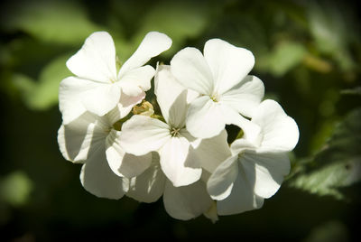 Close-up of white flowers blooming outdoors