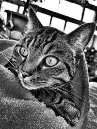 Close-up portrait of a cat looking away