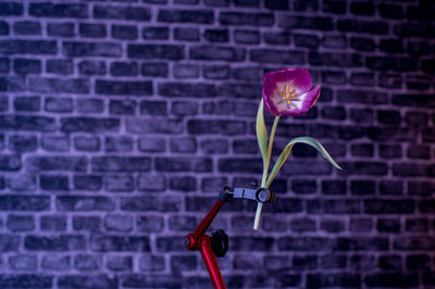 Close-up of pink flower against brick wall