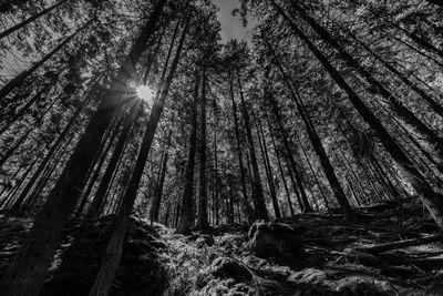 Low angle view of trees in forest