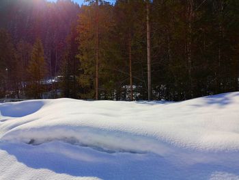 Snow covered land and trees in forest