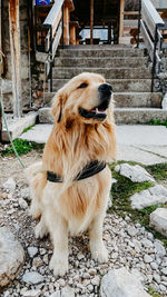 Dog looking away while sitting outdoors