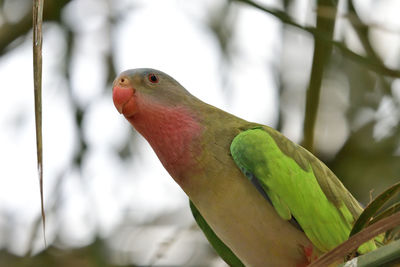 Portrait of a princess parakeet  perching on a branch