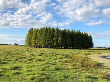 Trees on field against sky