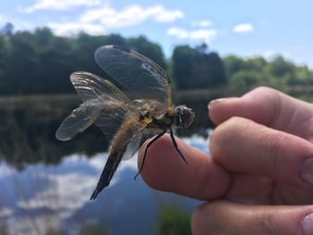 Close-up of insect on hand