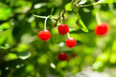 Close-up of cherries growing in garden