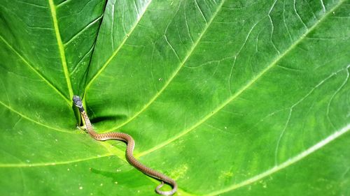 Close-up of insect on leaf