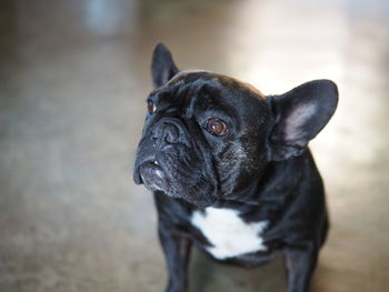 Close-up of black dog