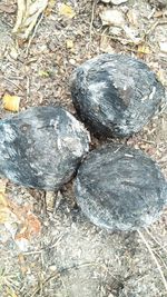 Close-up of rock