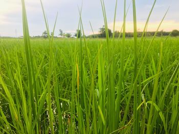 Close-up of crops growing on field against sky