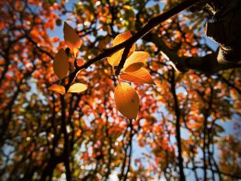 Low angle view of orange flowers on tree