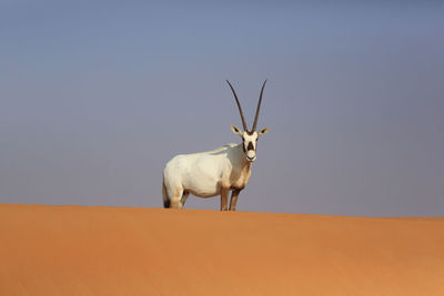 Low angle view of deer on field against clear sky