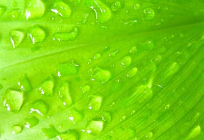 Full frame shot of wet leaf