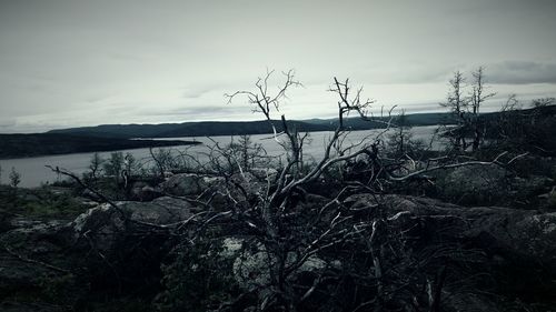 Bare trees on landscape against cloudy sky