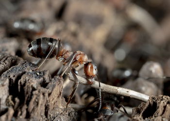 Close-up of insect