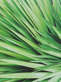 Full frame shot of palm leaves