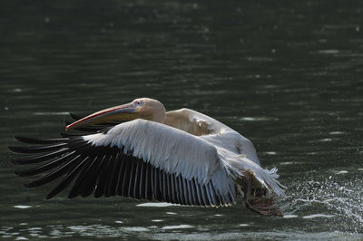 Side view of a bird over water