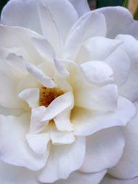 Close-up of white rose