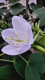 Close-up of flower blooming outdoors