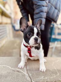 Portrait of a dog
