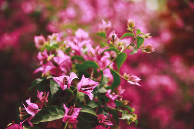 Close-up of pink bougainvillea blooming outdoors