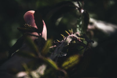 Close-up of plant