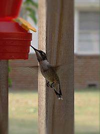 Close-up of bird perching on branch