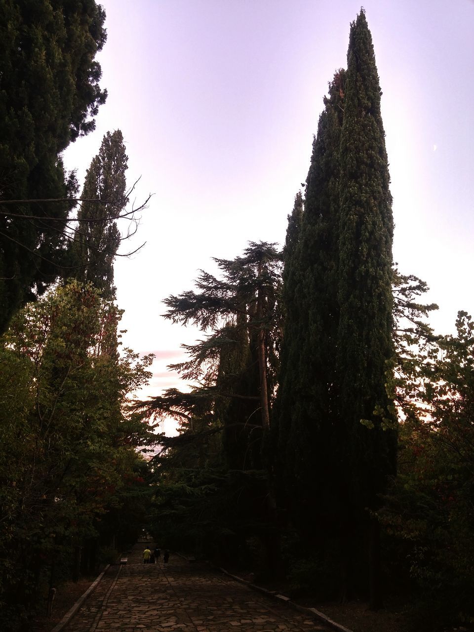 LOW ANGLE VIEW OF TREES ALONG PLANTS