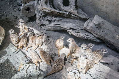 Meerkats sitting on a log in the desert in calgary, alberta.