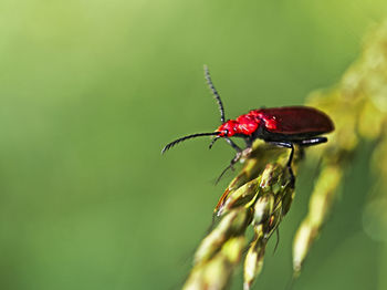 Close-up of insect on plant