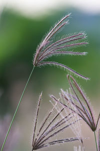 Close-up of plant
